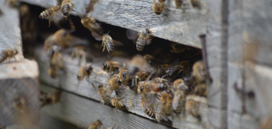 KVHS course on beekeeping KVHS course on beekeeping