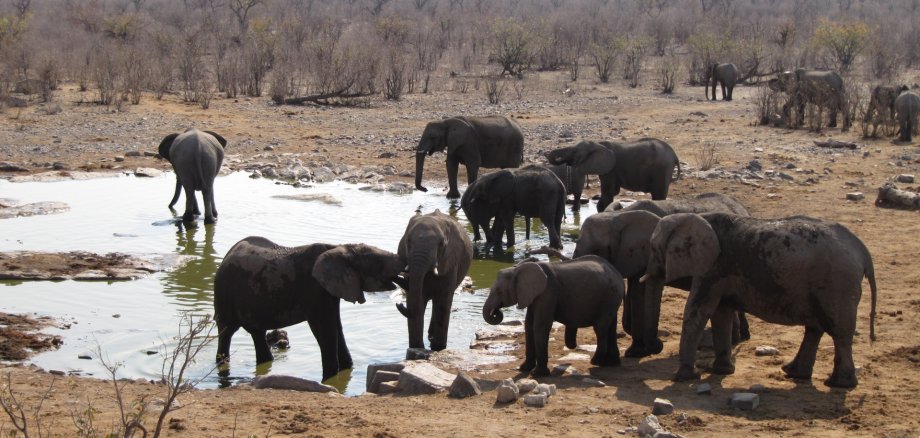 Manada de elefantes en Namibia Manada de elefantes en Namibia