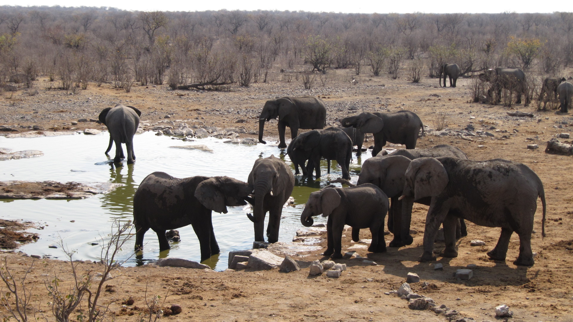 Elefantenherde in Namibia